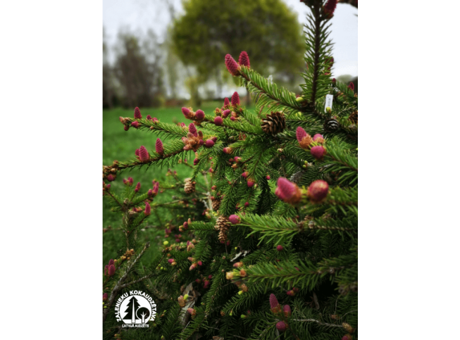 Picea abies   'Acrocona Nana'